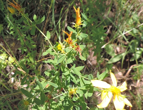 Giallo montanaro - Hypericum perforatum